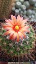 Thelocactus conothelos - bunte Blüten